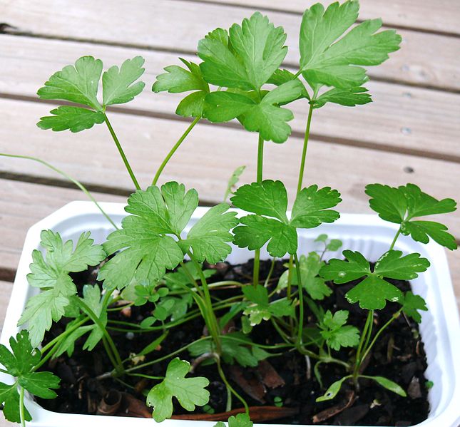 Petroselinum sativum
